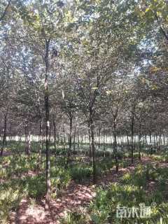 高度40厘米金边麦冬