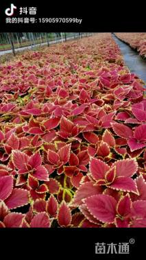 高度15厘米彩叶草