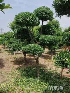 10公分造型卫矛