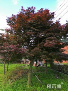 30公分中国红枫