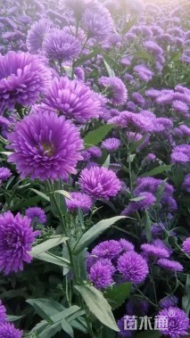 高度30厘米大丽花