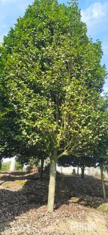 高度200厘米茶花