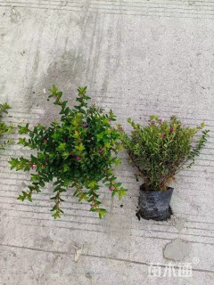 高度20厘米满天星