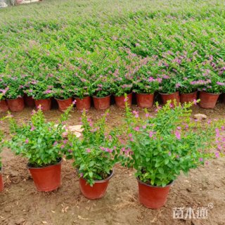 高度40厘米萼距花