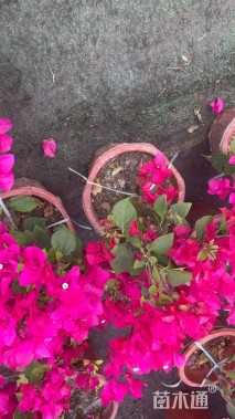 高度40厘米三角梅