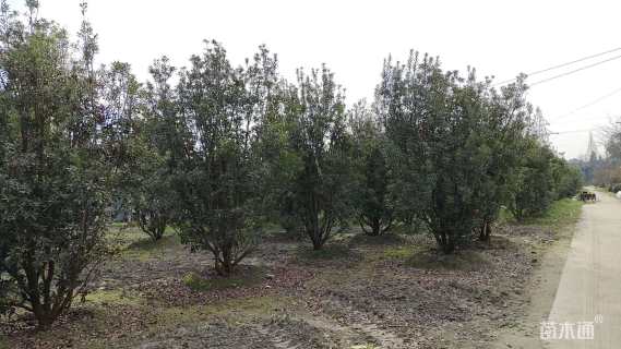 10公分(2杆)丛生杨梅