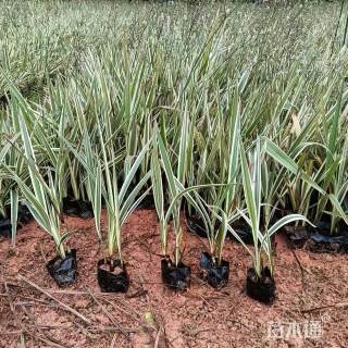 高度20厘米山管兰