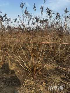 高度200厘米高丛珍珠梅