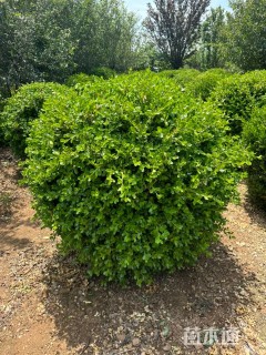 冠幅100厘米瓜子黄杨球