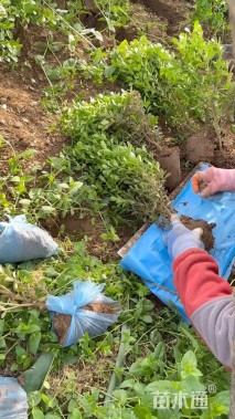 高度40厘米小叶黄杨