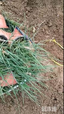 高度40厘米小兔子狼尾草