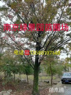 20公分红榉