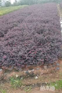 高度35厘米红花继木