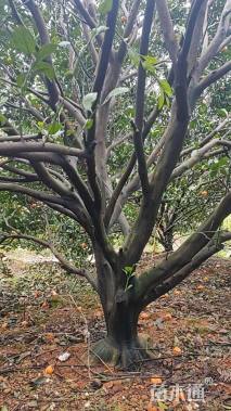 高度300厘米南丰蜜桔