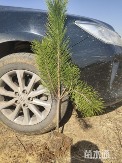 高度100厘米黑松