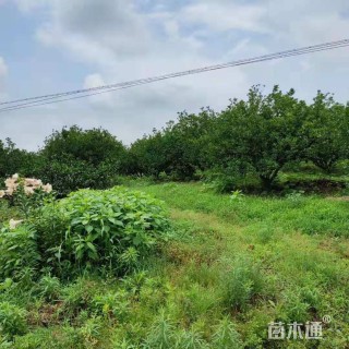 15公分丛生香泡