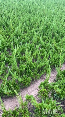 高度40厘米龙柏