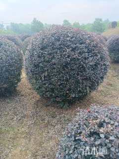 冠幅1.2厘米红花继木球