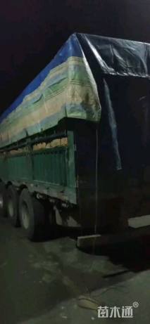 高度25厘米大花萱草