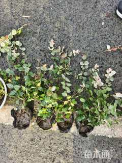 35厘米花叶络石