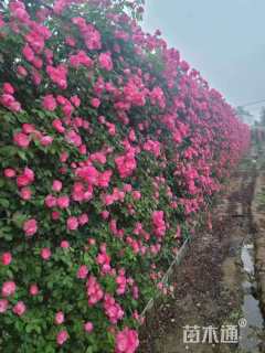 80厘米安吉拉月季