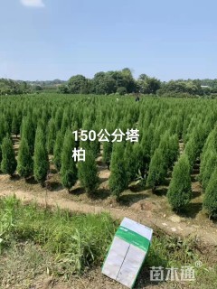 高度150厘米塔柏