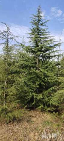 高度300厘米雪松