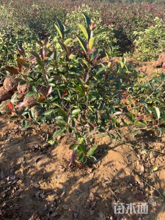 冠幅70厘米红叶石楠球