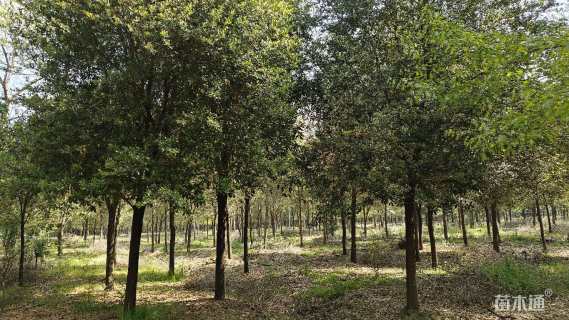 18公分弗吉尼亚栎