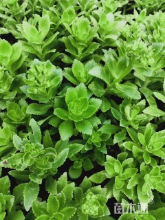 高度19厘米三七景天