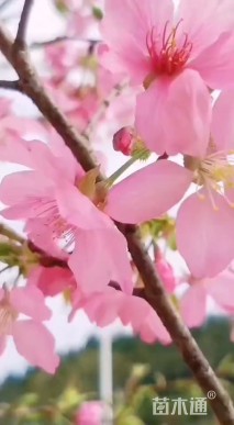 0.7公分红粉佳人樱