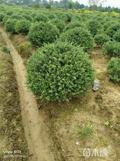 冠幅100厘米龟甲冬青球