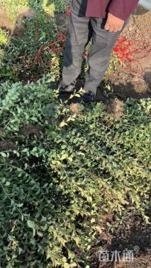 高度40厘米平枝栒子