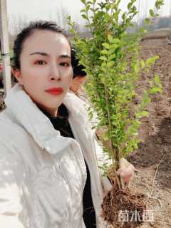 高度80厘米小叶女贞