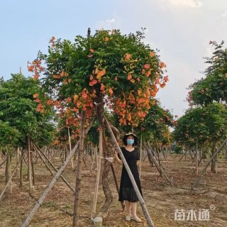 300厘米凌霄花