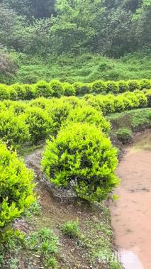 冠幅1.7厘米金森女贞球