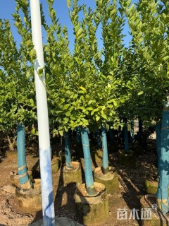 高度250厘米柠檬