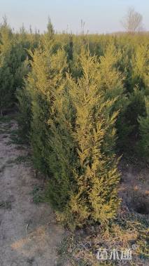 高度120厘米桧柏