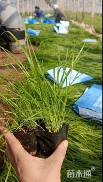 高度35厘米狼尾草