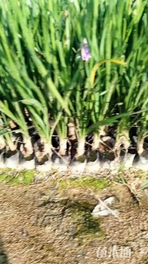 高度25厘米紫娇花