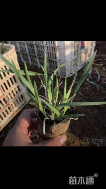 高度10厘米马兰