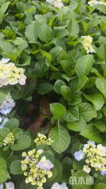 高度20厘米无尽夏绣球