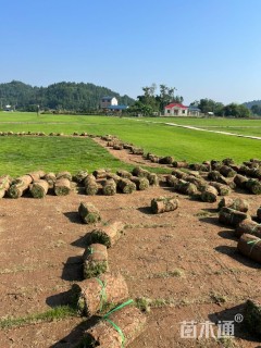 草卷状草皮
