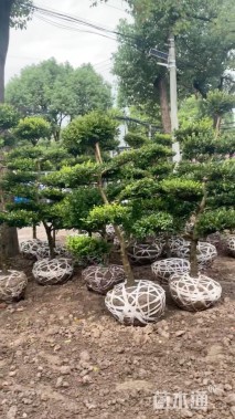 高度170厘米瓜子黄杨