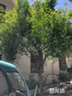 高度300厘米果石榴