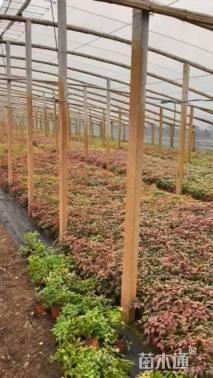 高度24厘米火焰南天竹