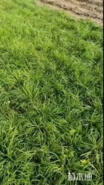 高度15厘米麦冬