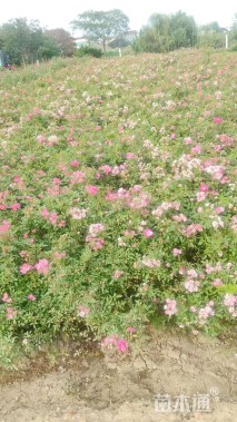 高度40厘米丰花月季小苗