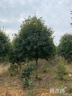 10公分红叶石楠