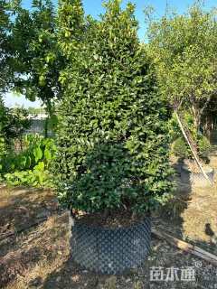 高度120厘米茶梅